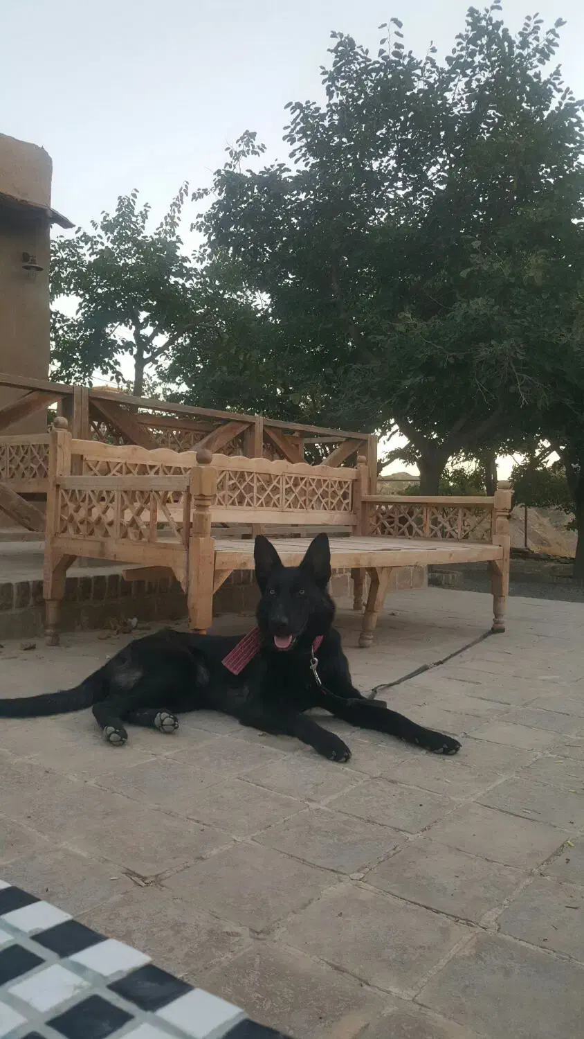 ژرمن بلک ورک|سگ|مشهد, صیاد شیرازی|دیوار