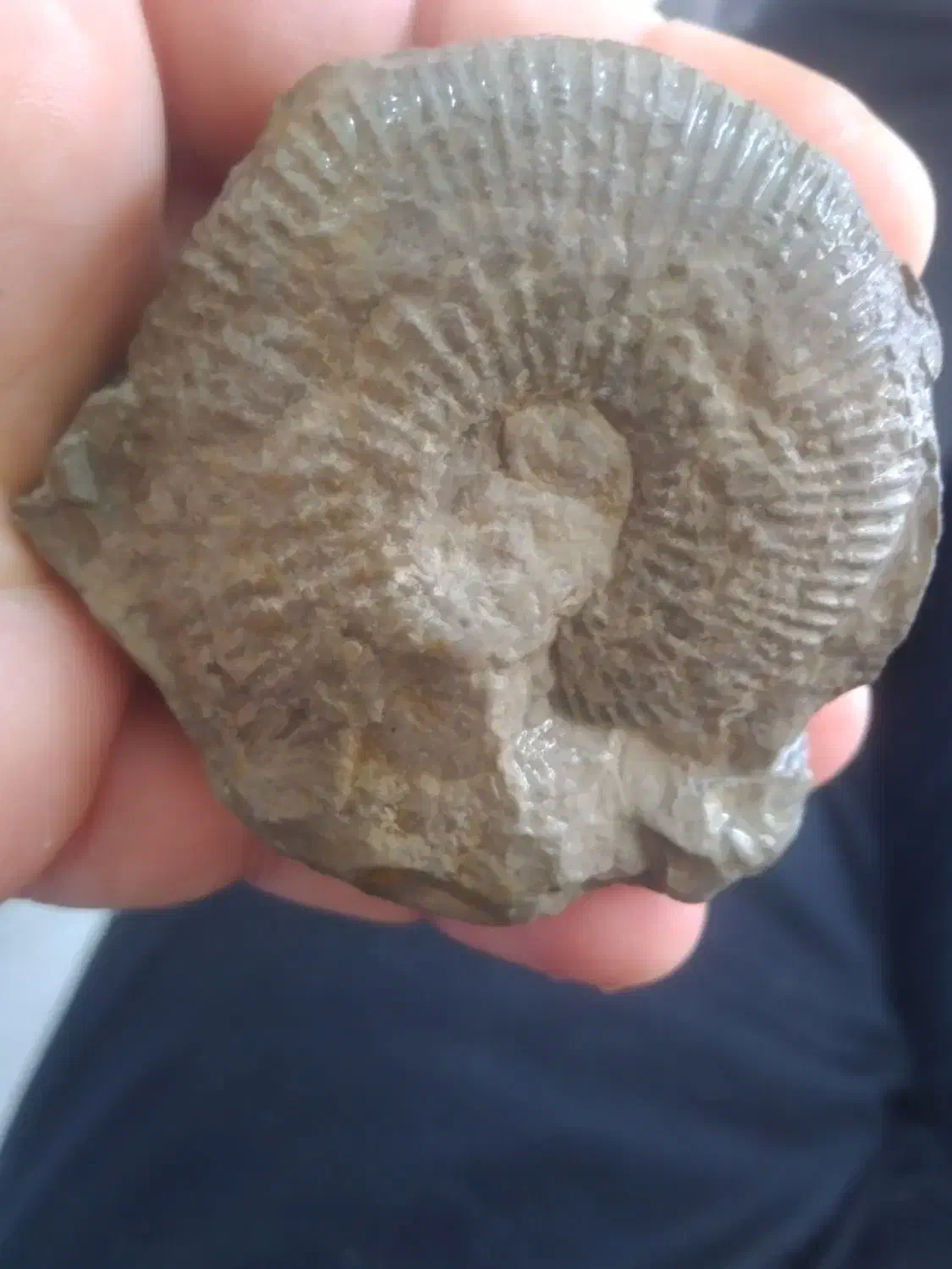 فسیل|جواهرات|قوچان, |دیوار