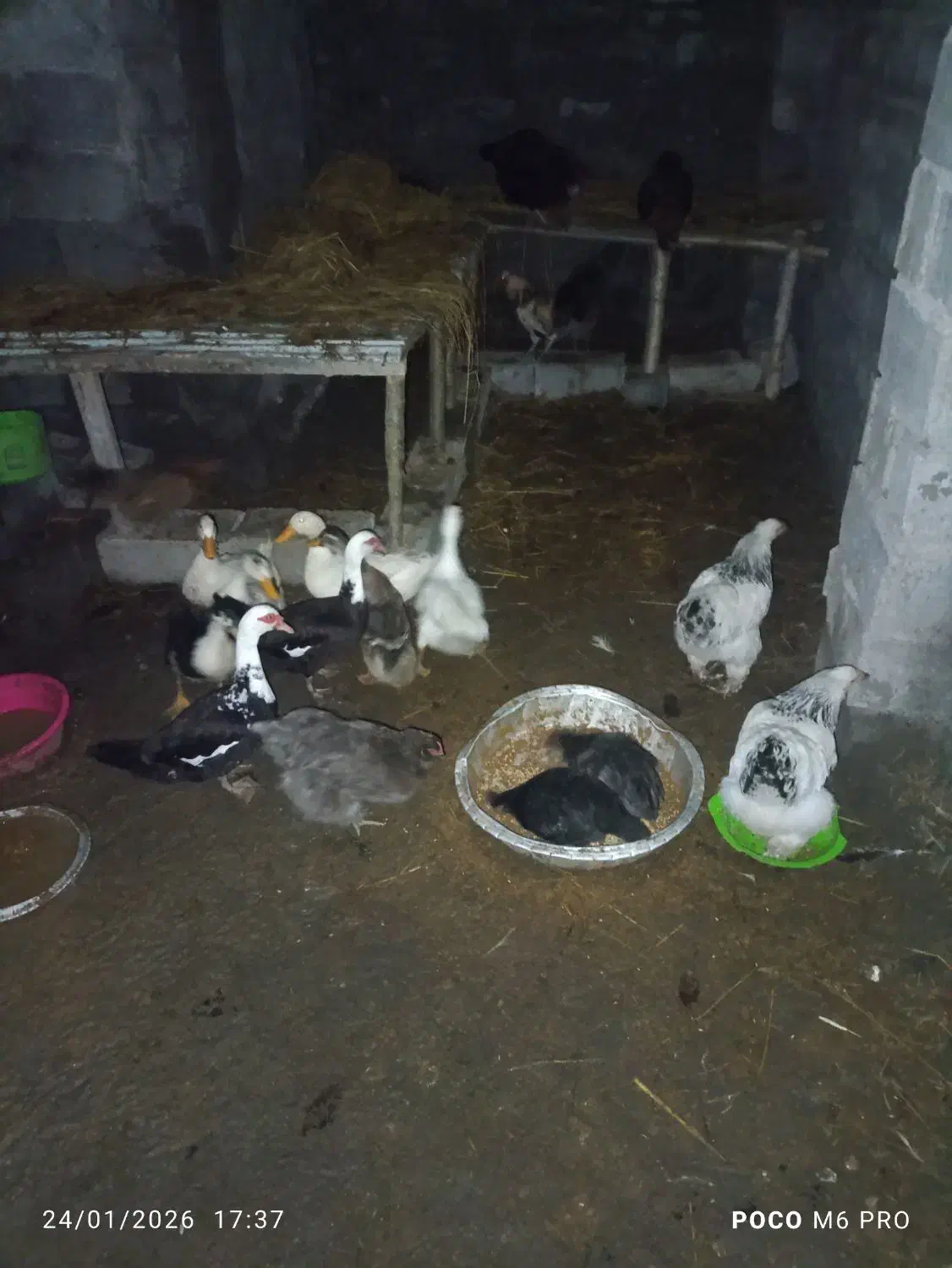 اردک  پرنده حیوان|حیوانات مزرعه|لاهیجان, قیام|دیوار