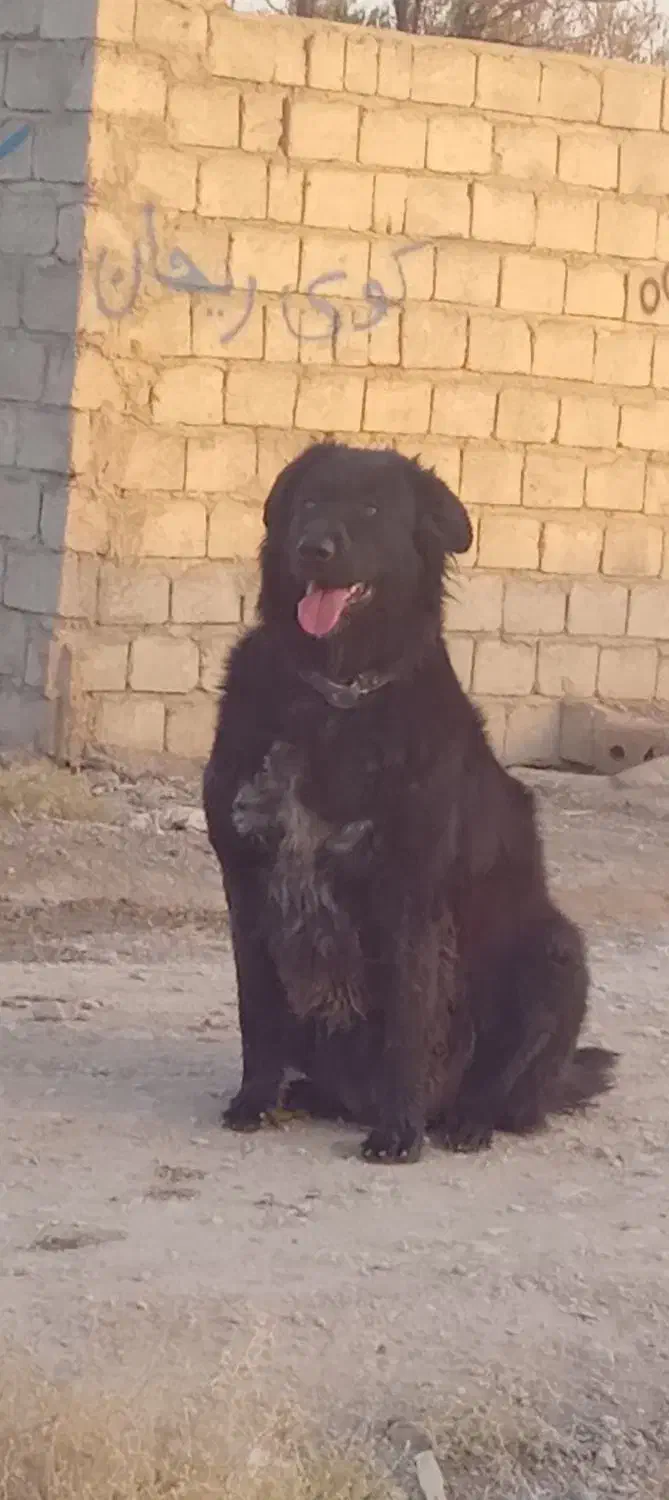 گمشده|حیوانات|نجف‌آباد, جلال آباد|دیوار