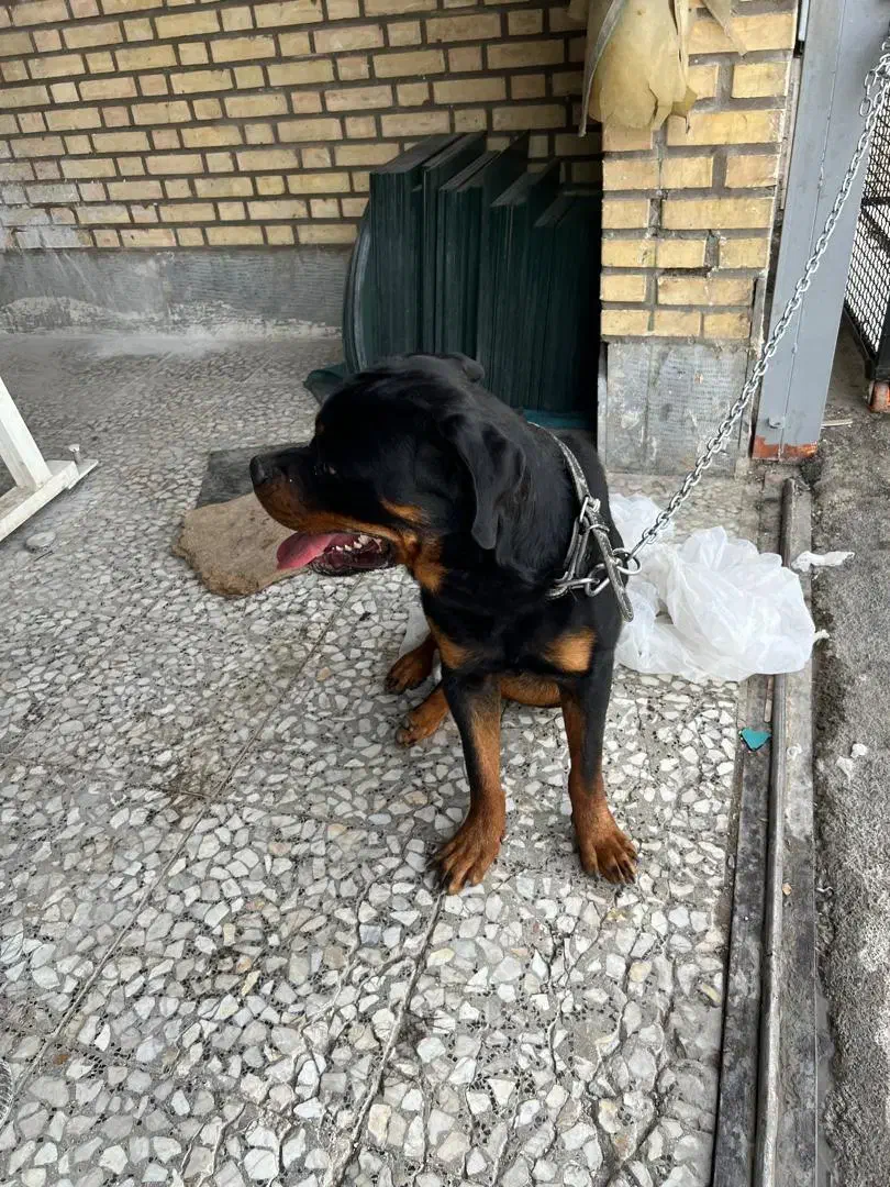 روتوایلر نر کشش|سگ|اصفهان, آبشار|دیوار