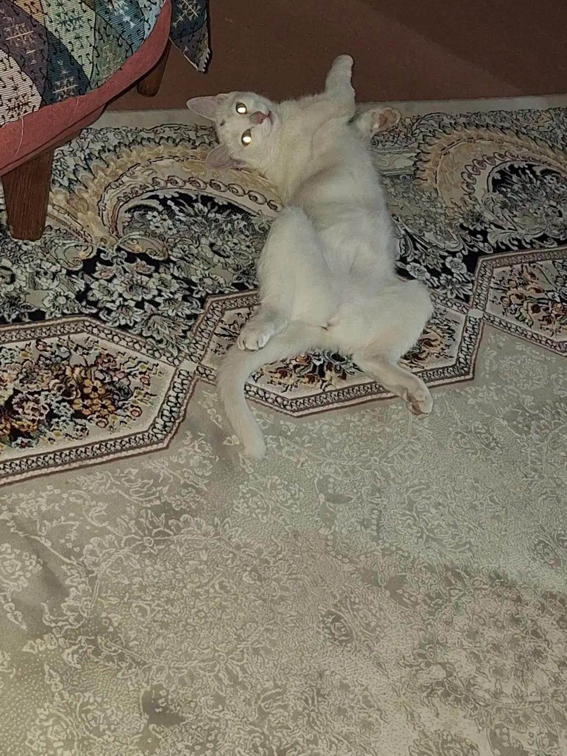 واگزاری گربه|گربه|فولادشهر, B1|دیوار