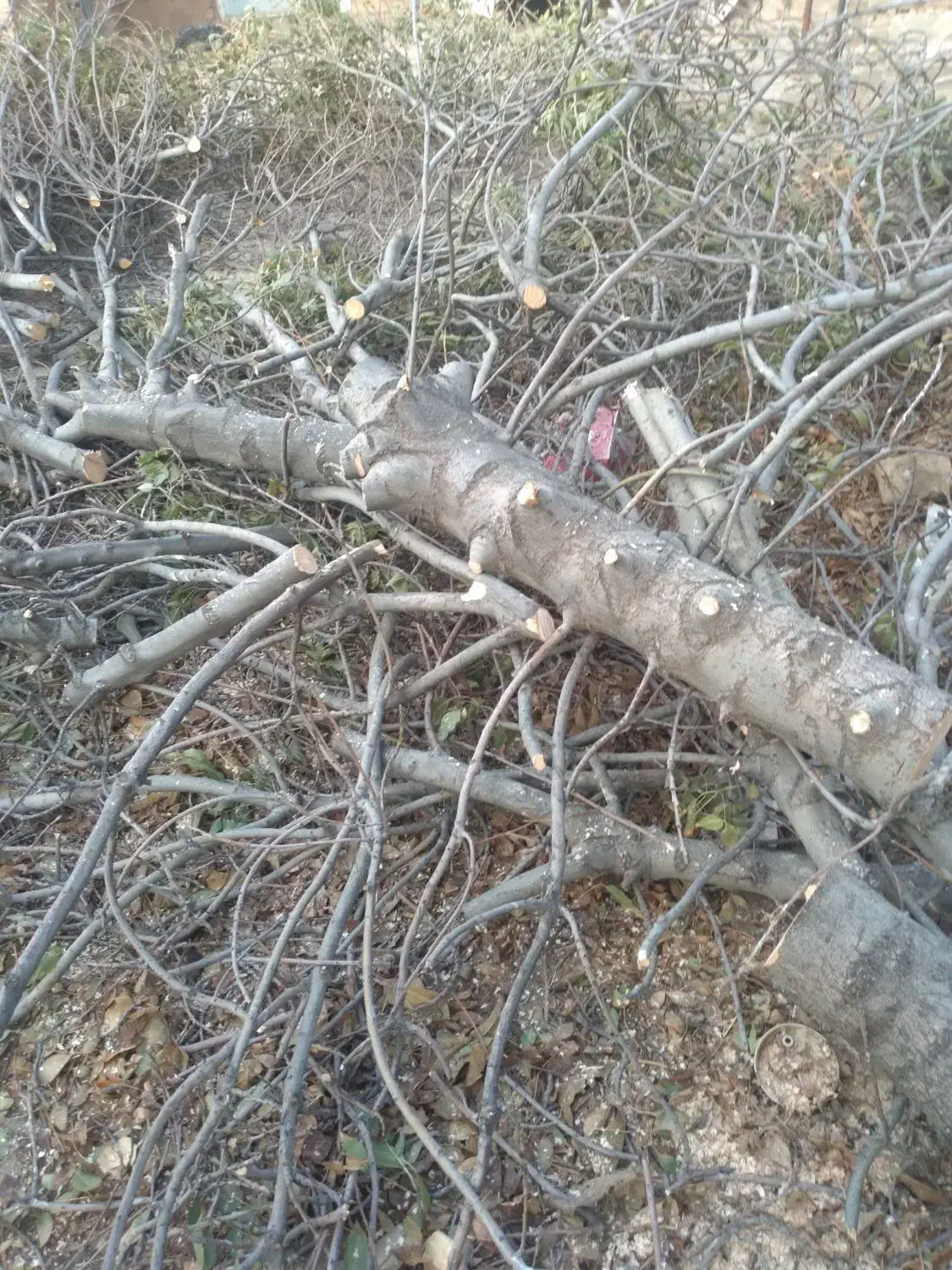 خریدارانواع درختان خشک ومزاحم تسویه نقدی سرباسکول|خدمات باغبانی و درختکاری|کوهدشت, |دیوار