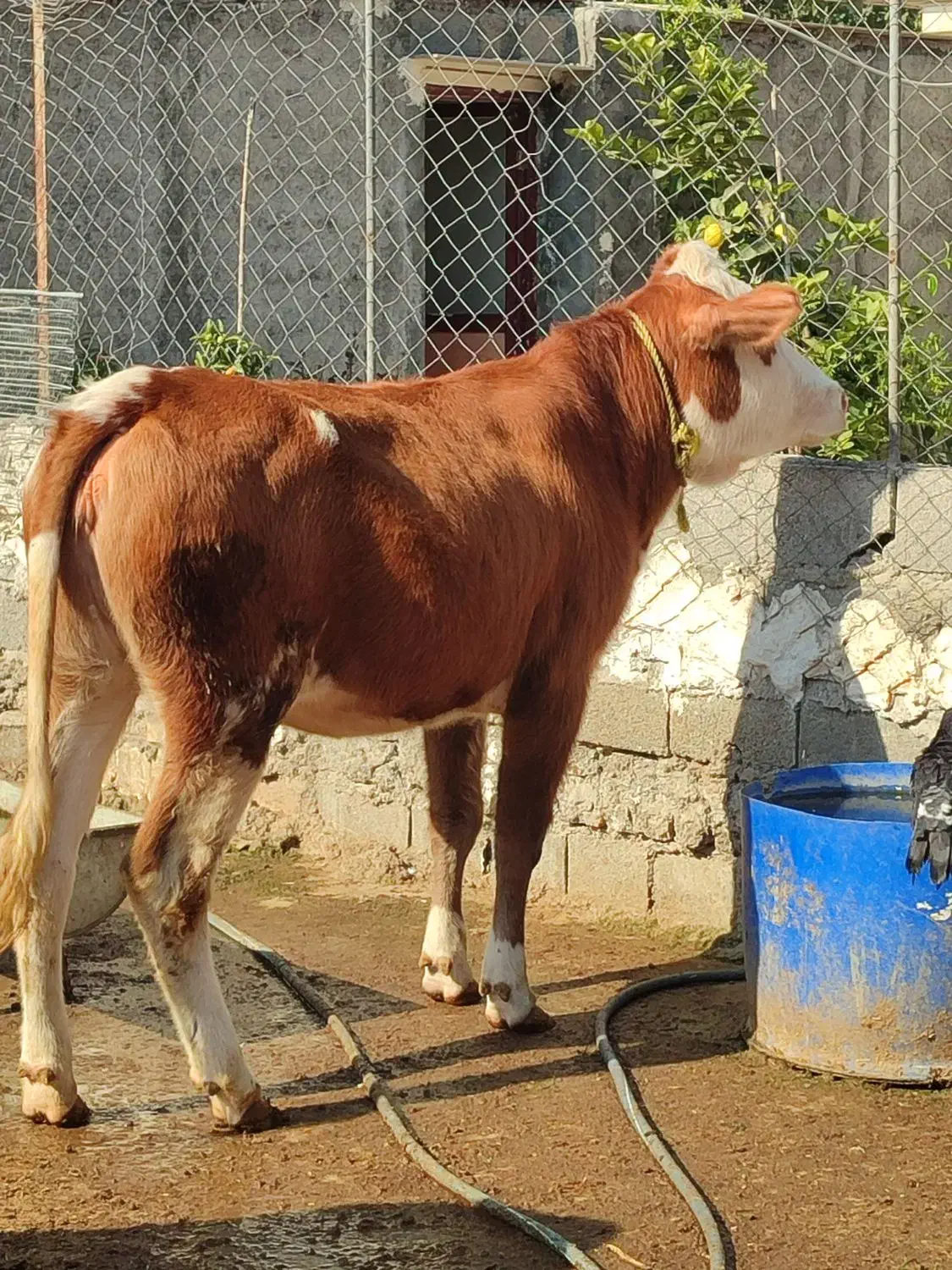 گاو و گوساله سمینتال سه راس مخصوص کشتار و داشتی|حیوانات مزرعه|قائم‌شهر, |دیوار