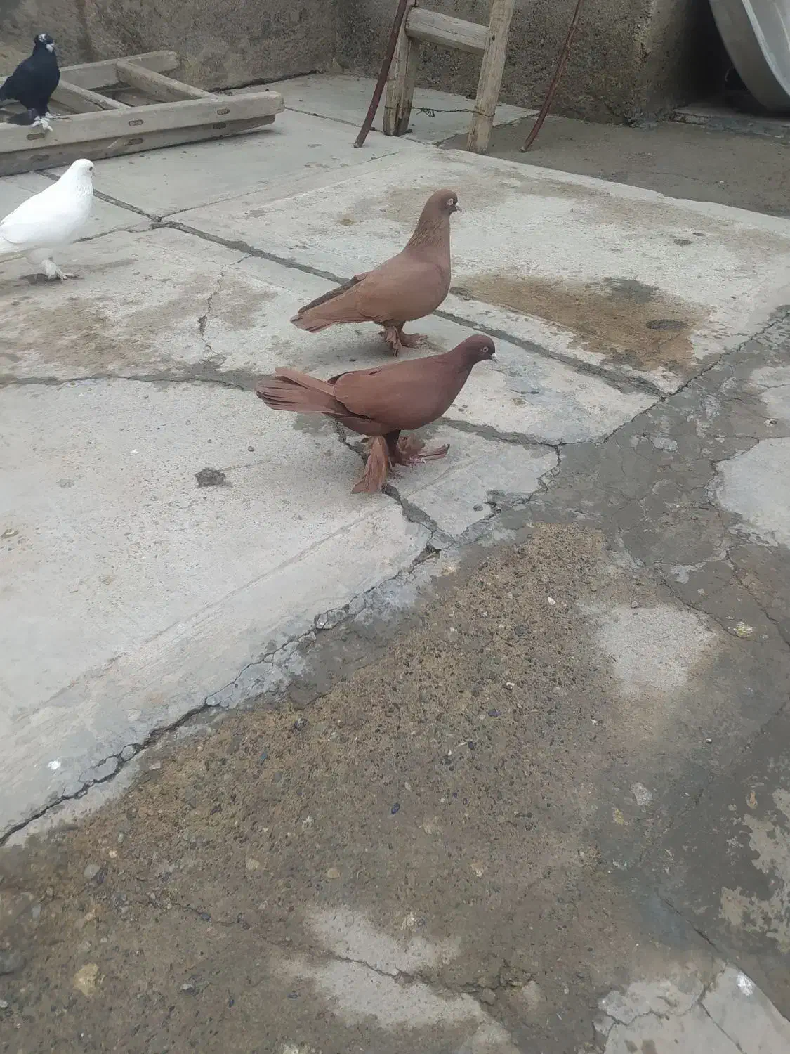 چند جفت کبوتر|پرنده|تبریز, |دیوار