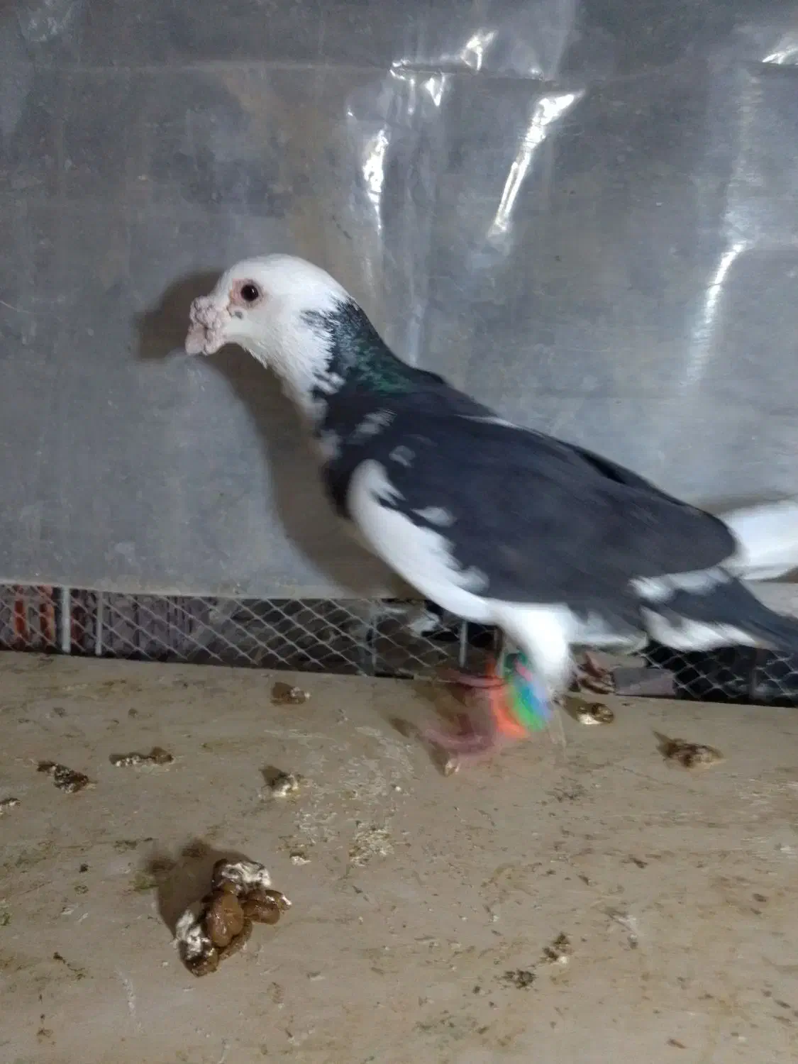 گم شده|حیوانات|گلبهار, شهر جدید گلبهار|دیوار