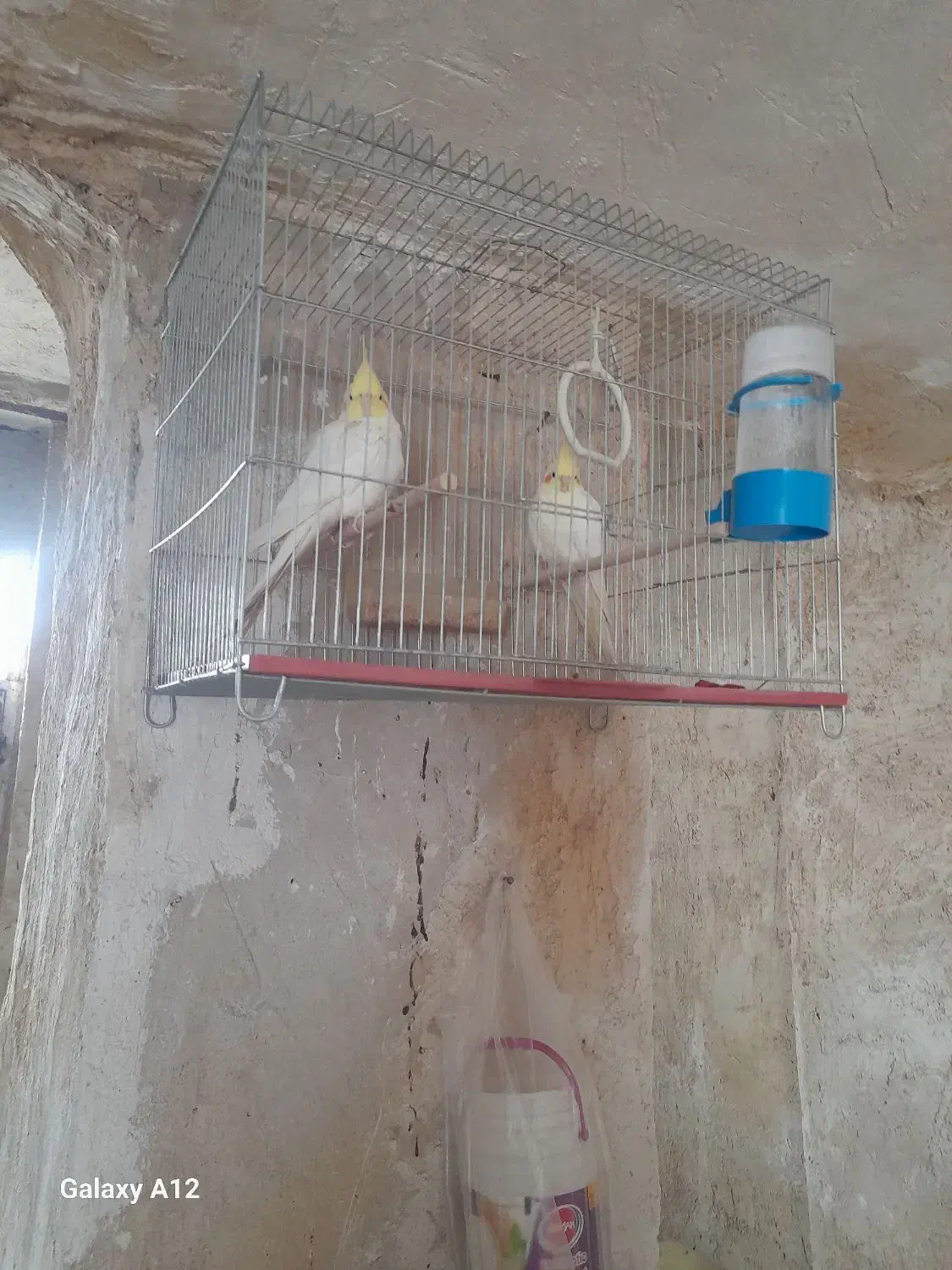 سلام ۳جفت عروس هلندی نرماده کارداده زیر قیمت|پرنده|دهدشت, |دیوار