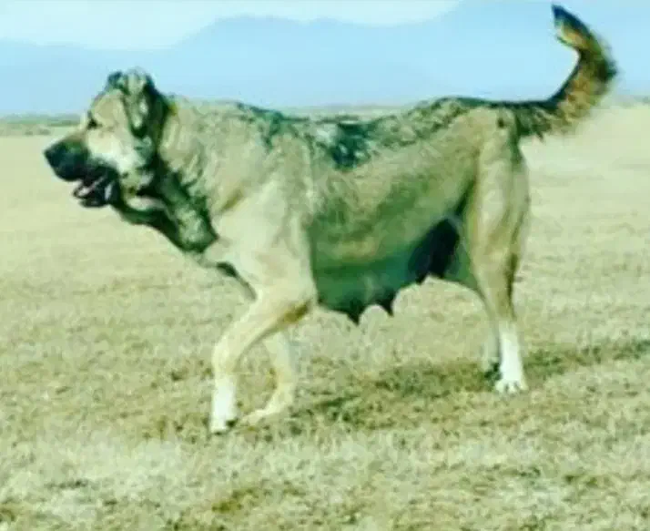 واگذاری پژدر|سگ|ملایر, |دیوار