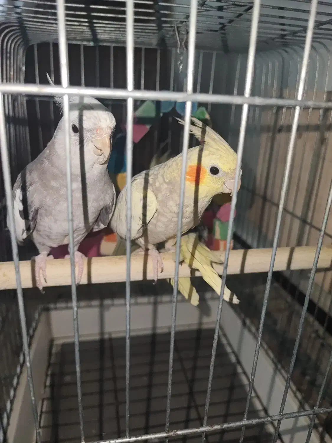 عروس هلندی 2 جفت|پرنده|قشم, |دیوار