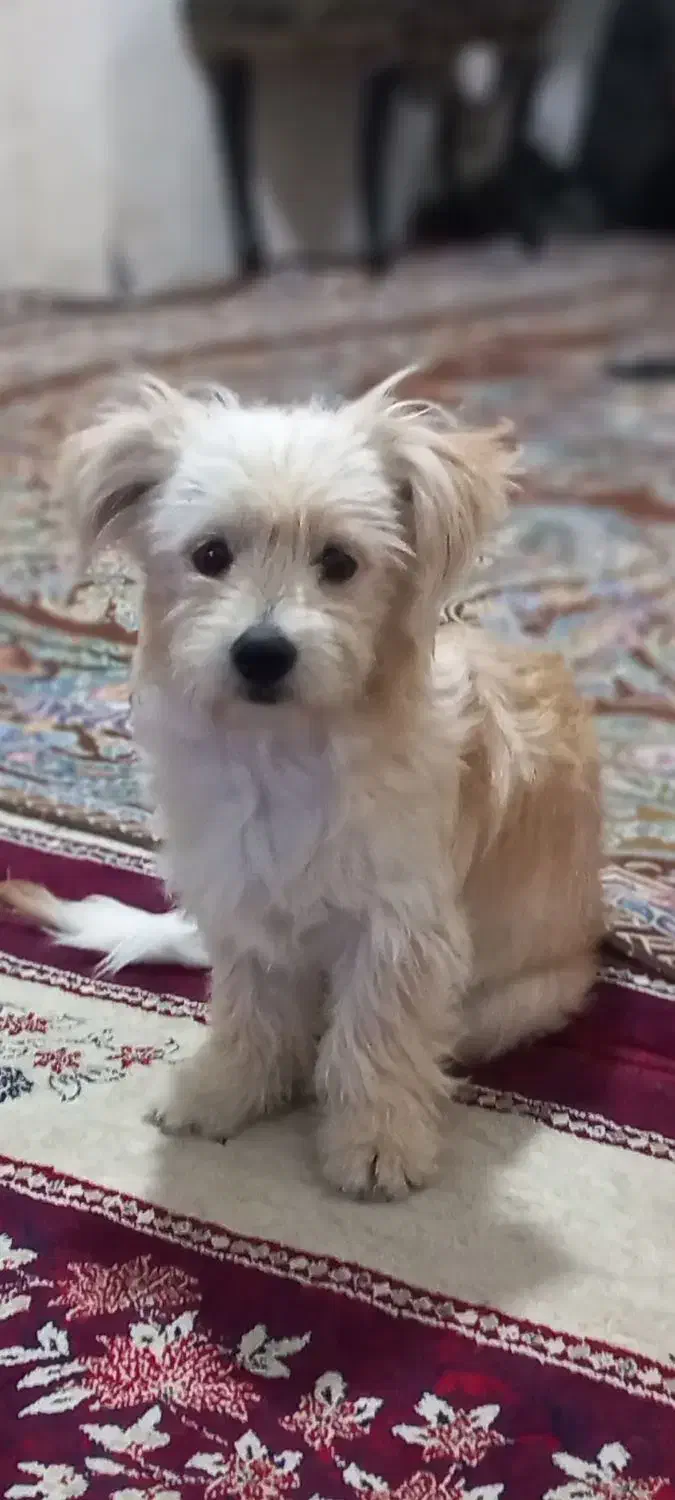 شیتزو|سگ|خرمدشت, |دیوار