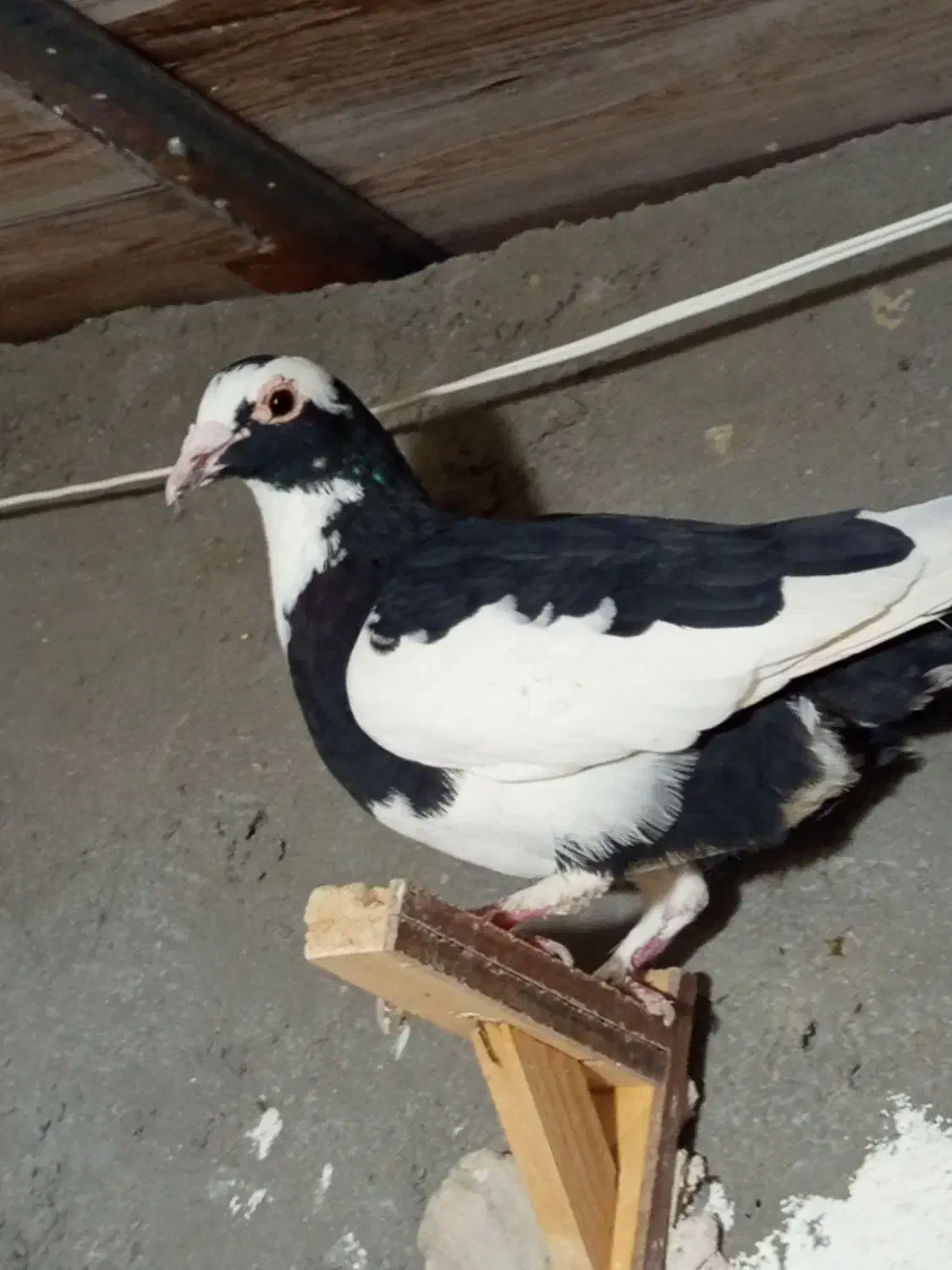 پلنگ|پرنده|نیشابور, کوی یغما|دیوار