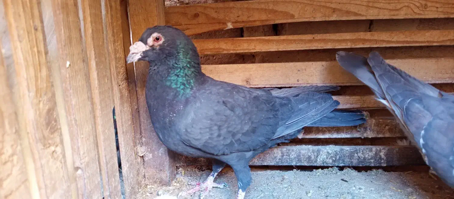 کوهی طاوسی|پرنده|آباده, |دیوار