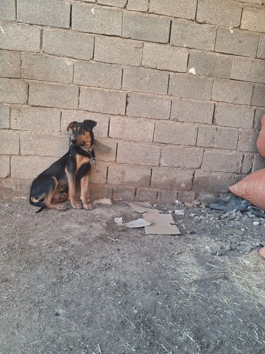 توله سگ دوبرمن|سگ|مرودشت, شهرک مهدیه|دیوار