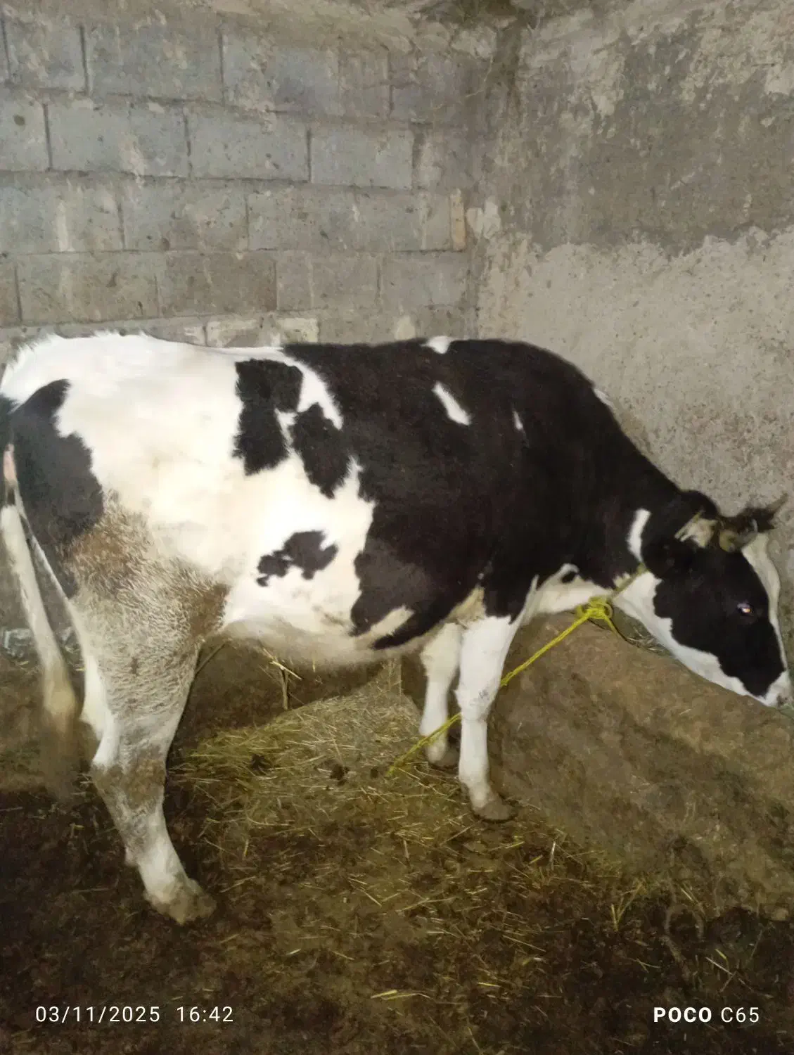 گاو آبستن|حیوانات مزرعه|تیکمه داش, |دیوار