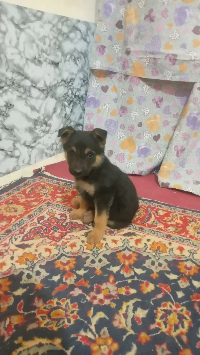 توله دو ماه ژرمن|سگ|زرند, |دیوار