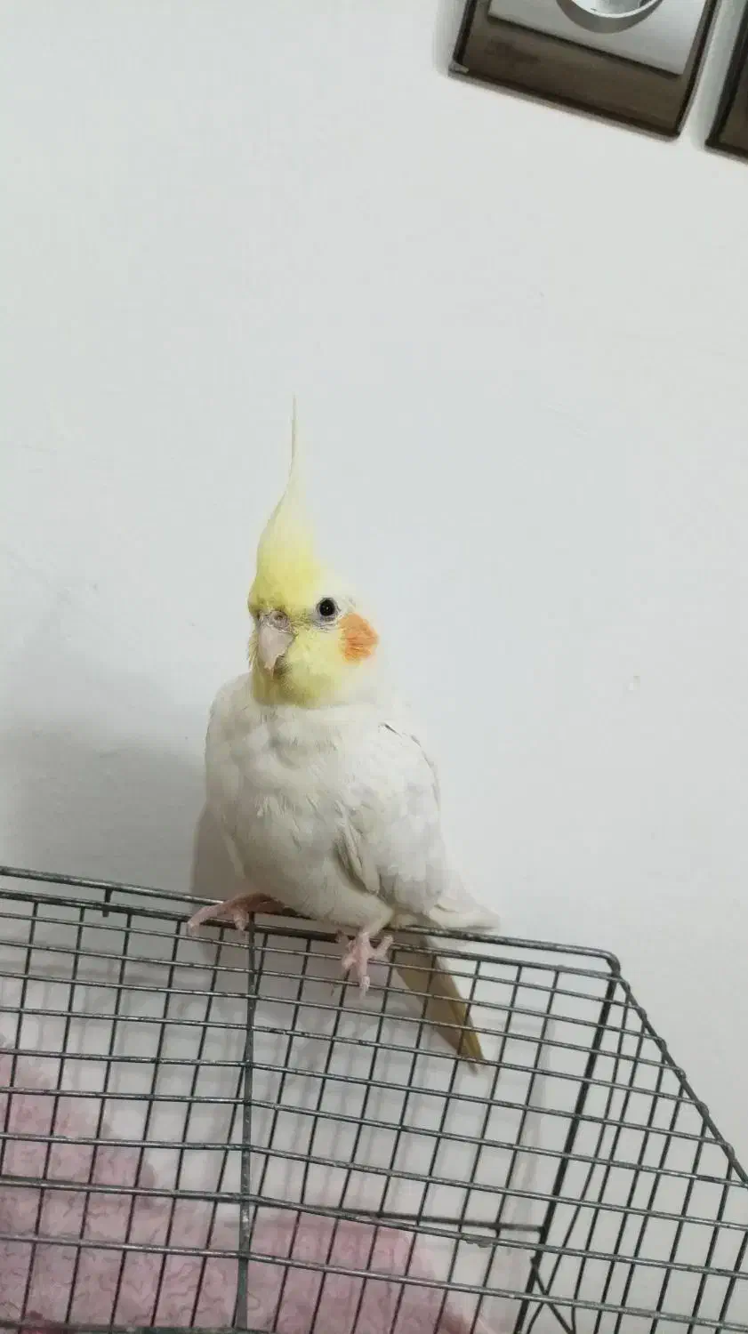 عروس هلندی ماده لوتینو|پرنده|آمل, |دیوار