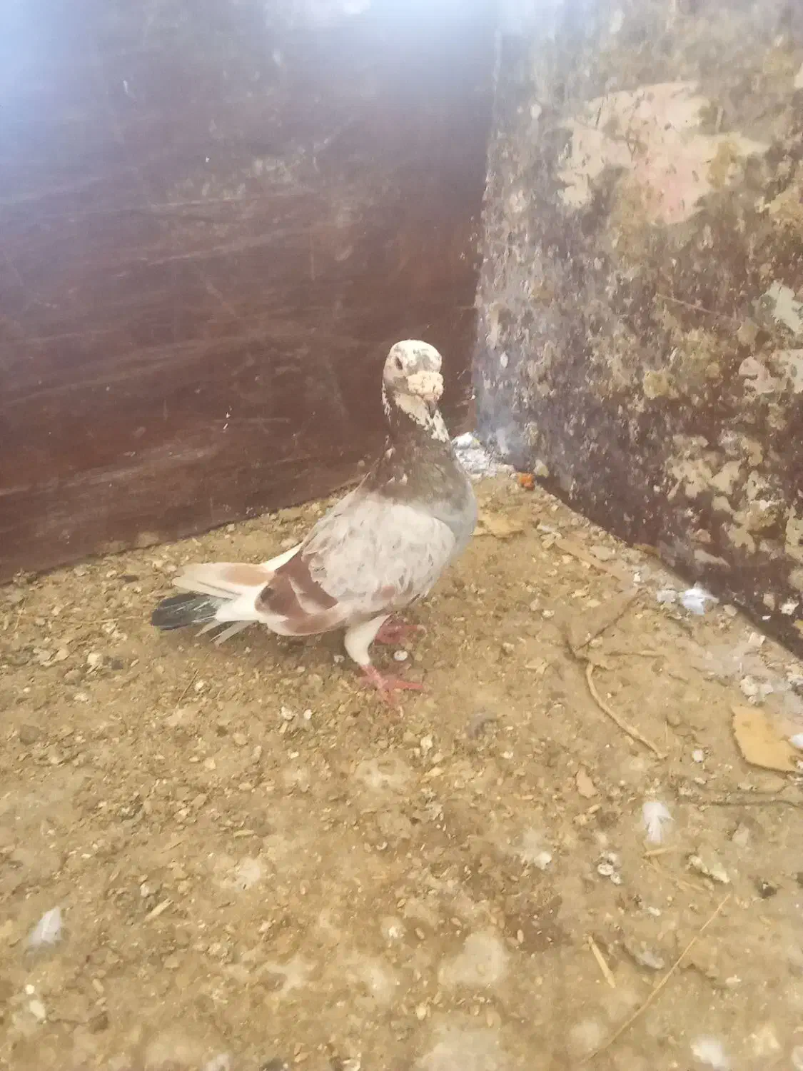 کفتر جوجه کشی|پرنده|گنبد کاووس, |دیوار