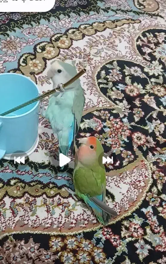 گمشده|حیوانات|شوش, |دیوار