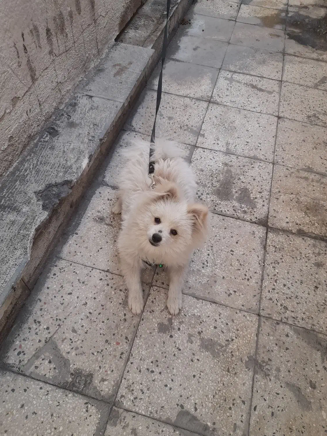 سگ پامر ۶ ماهه شناسنامه دار ۶ تومن|سگ|تهران, مطهری|دیوار