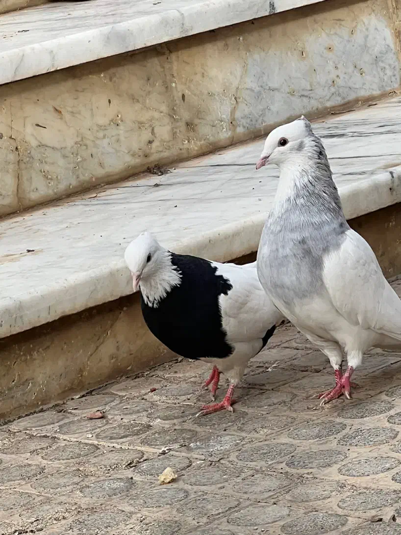 ۱۰۰۰۰|حیوانات|شاهرود, |دیوار