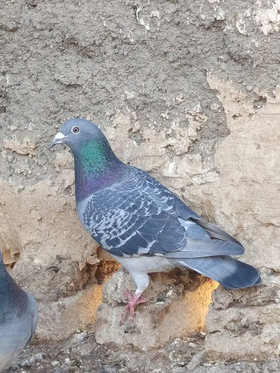 المانی|پرنده|تربت‌حیدریه, پائین ولایت|دیوار