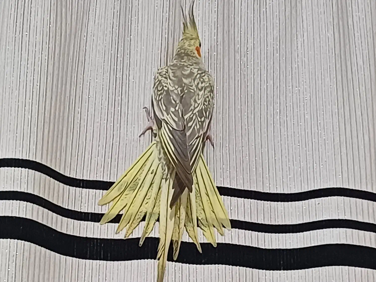 پرنده ها|پرنده|هرمز, |دیوار