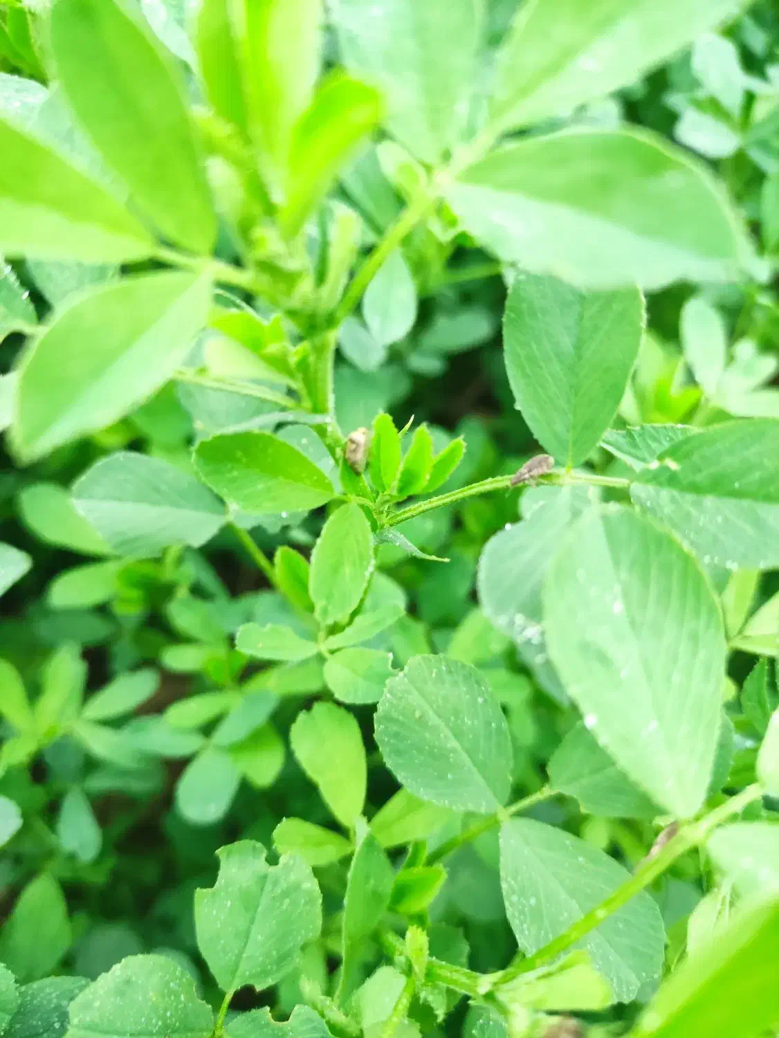 بذر یونجه|عمدهفروشی|قشلاق دشت, |دیوار