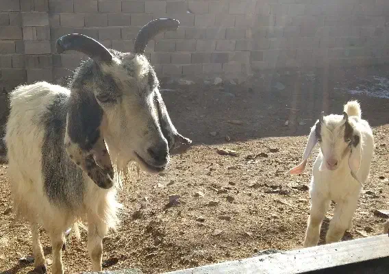 فروش بزوبزغاله|حیوانات مزرعه|جعفرآباد, |دیوار