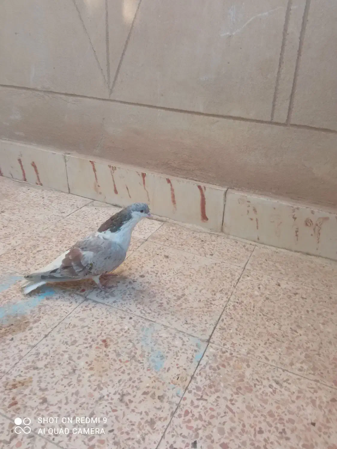 سده هفرنگ نر|پرنده|سبزوار, زینبیه|دیوار