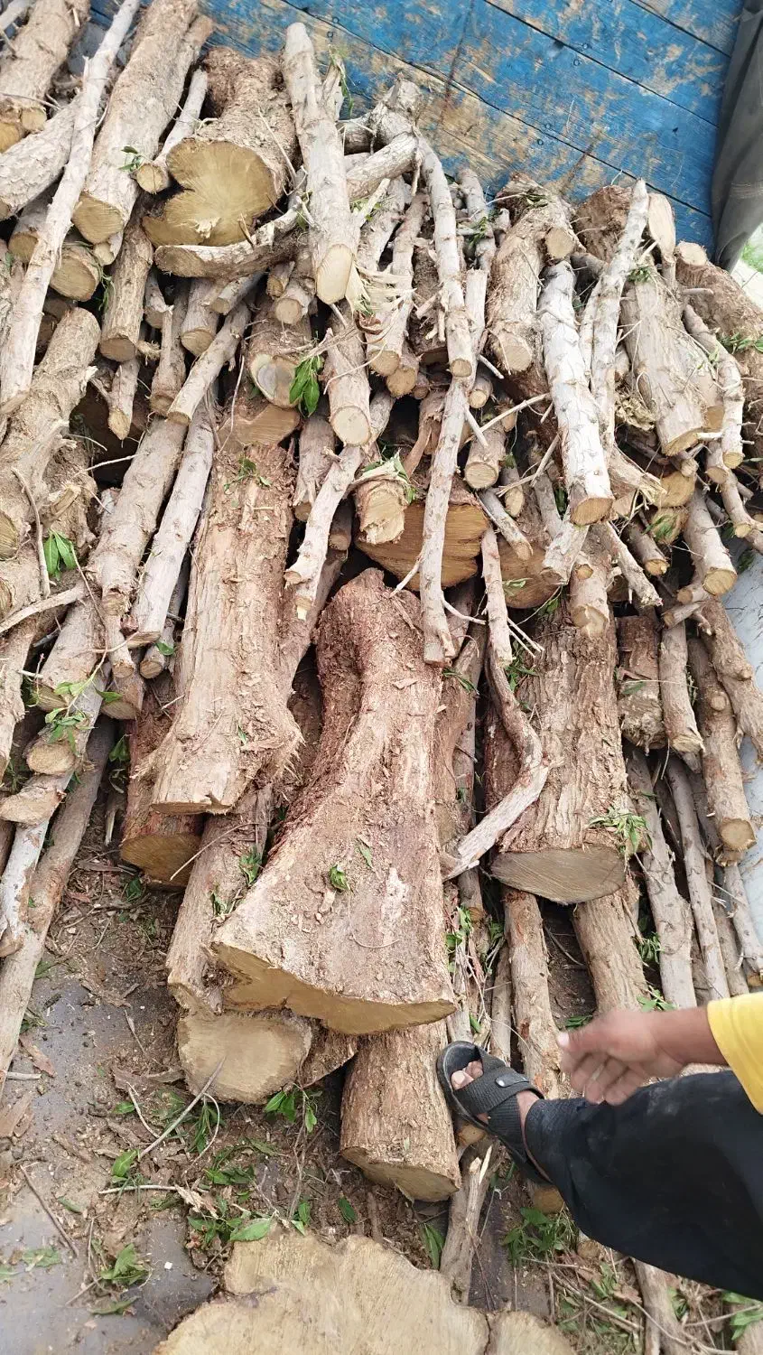 برش و حرص چوب|خدمات باغبانی و درختکاری|بوشهر, |دیوار