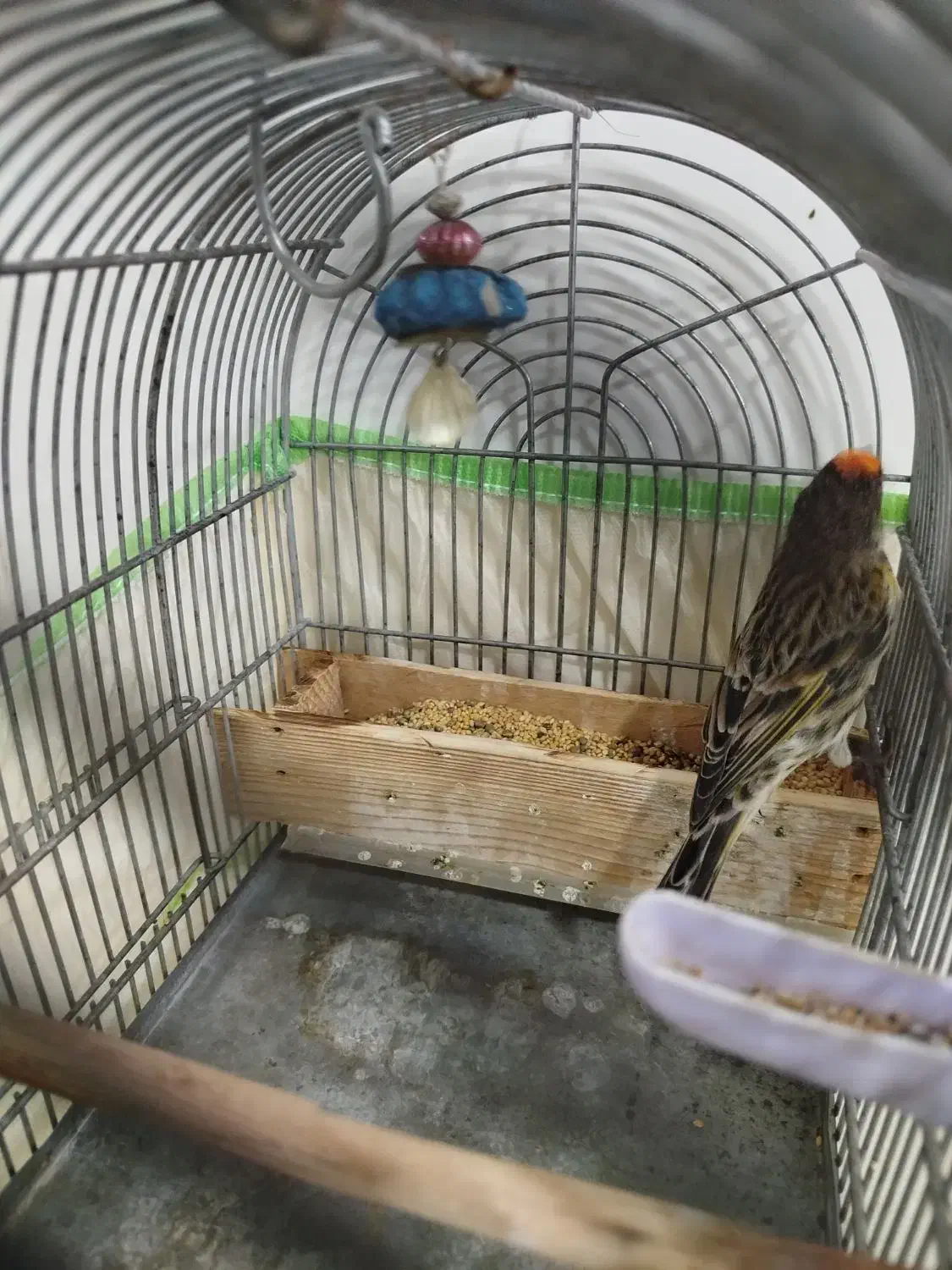 گلبسر|پرنده|شیراز, کوشک میدان|دیوار