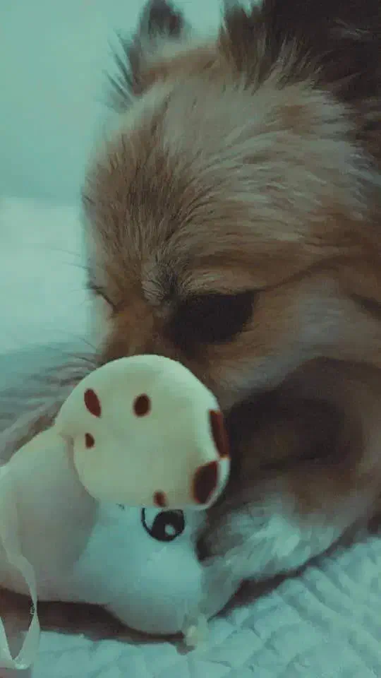 واگذاری دو عدد پامراشپیتز|سگ|فردوسیه, |دیوار