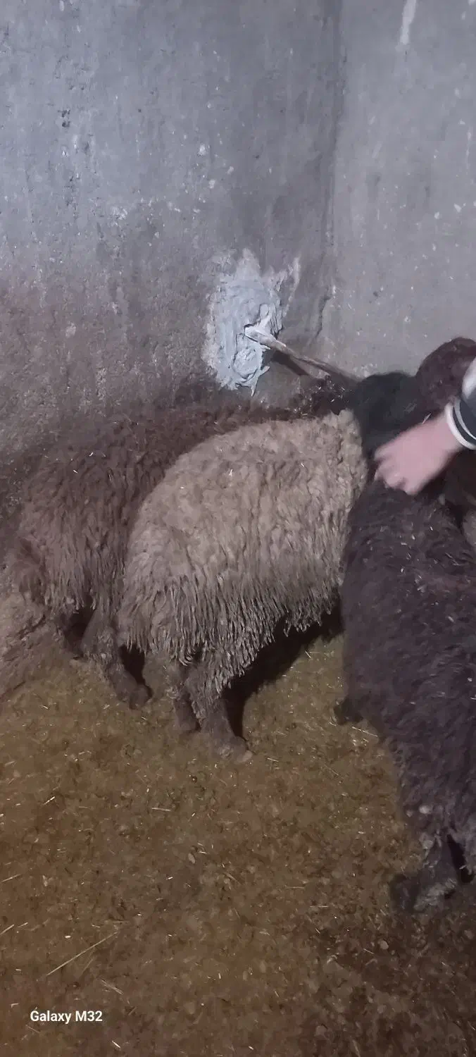 بره ماده|حیوانات مزرعه|سنندج, |دیوار