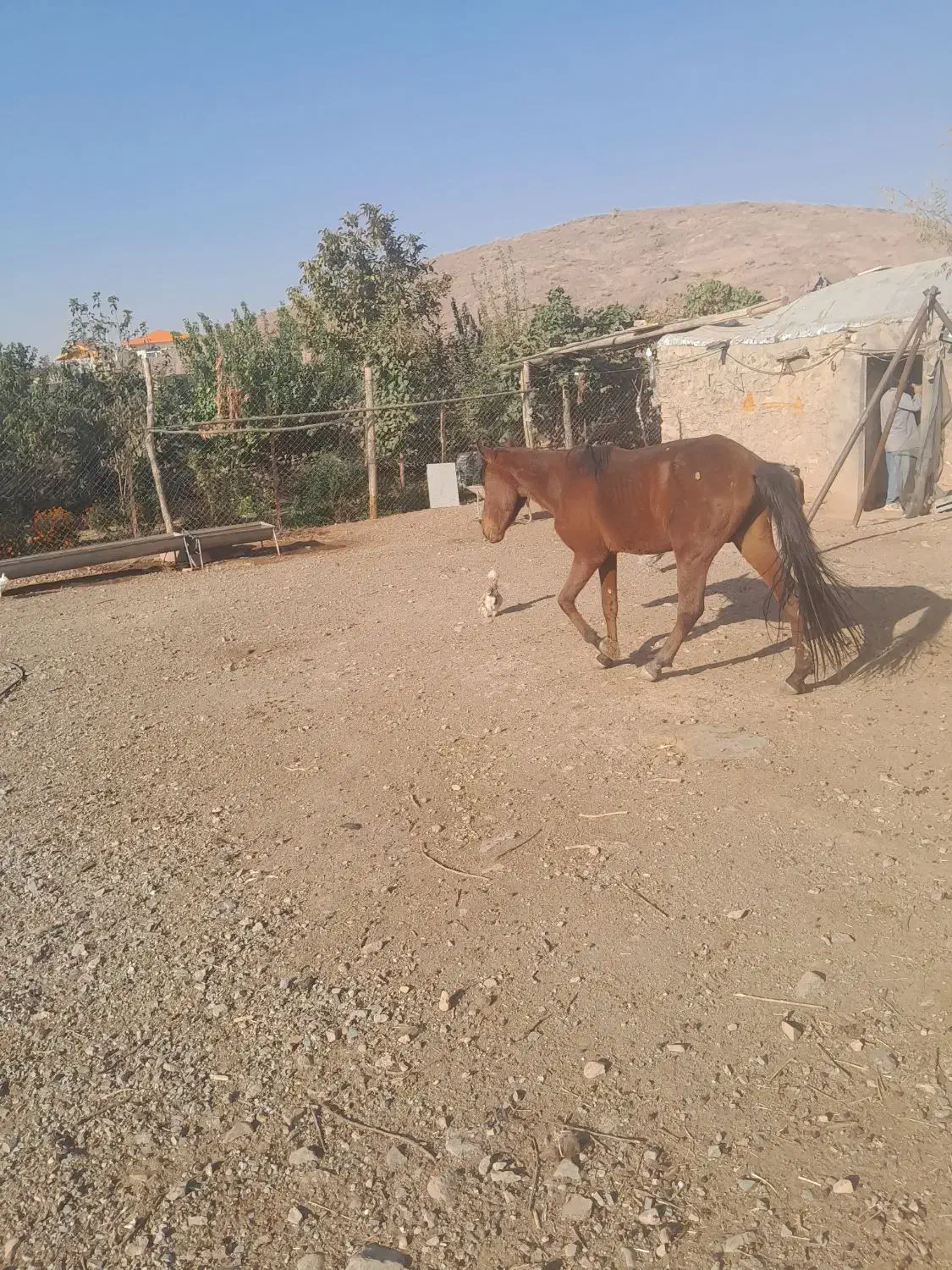 اسب|اسب و تجهیزات اسب‌سواری|سلفچگان, |دیوار