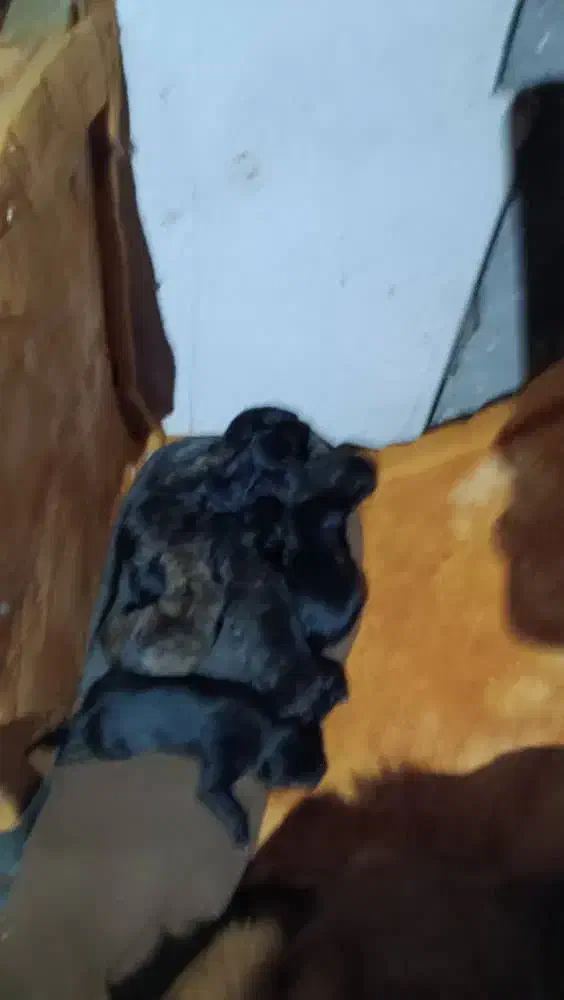 سگ خونگی|سگ|رشت, حومه رشت|دیوار