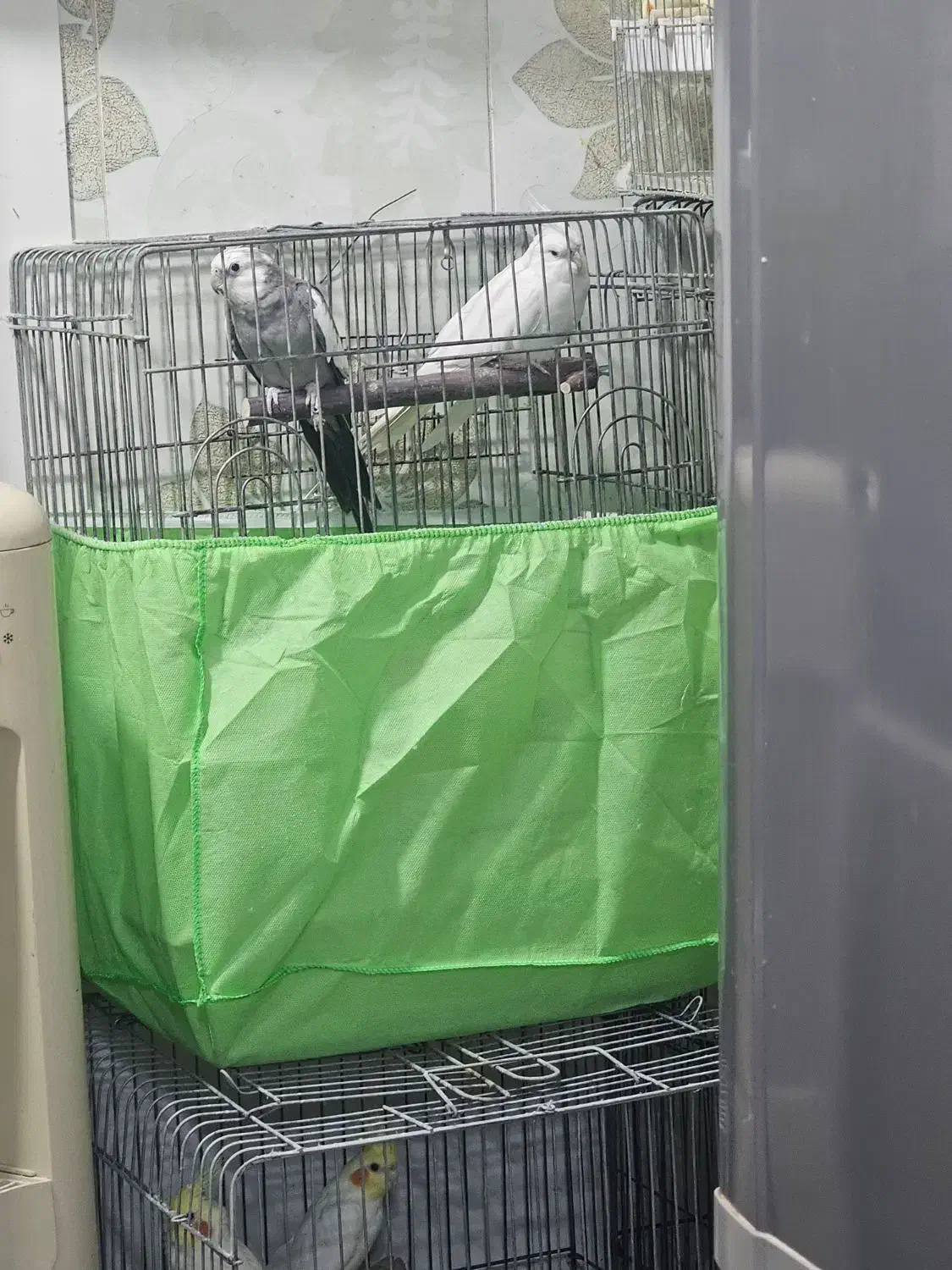 فروش دو جفت عروس هلندی مولد|پرنده|بندرعباس, |دیوار