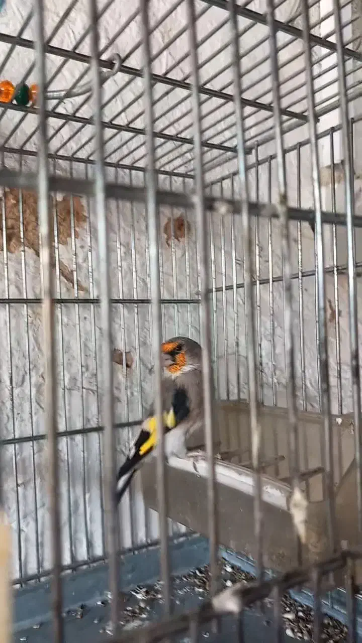 سهره کرمونی نر ب شرط|پرنده|برخوار, |دیوار