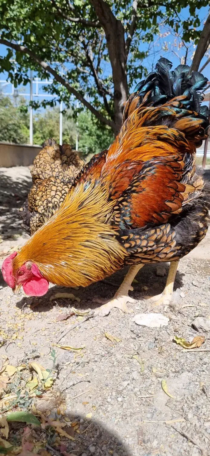 جوجه ویاندوت (مرغ و خروس فروش ندارم فقط جوجه)|حیوانات مزرعه|تهران, چیتگر جنوبی|دیوار