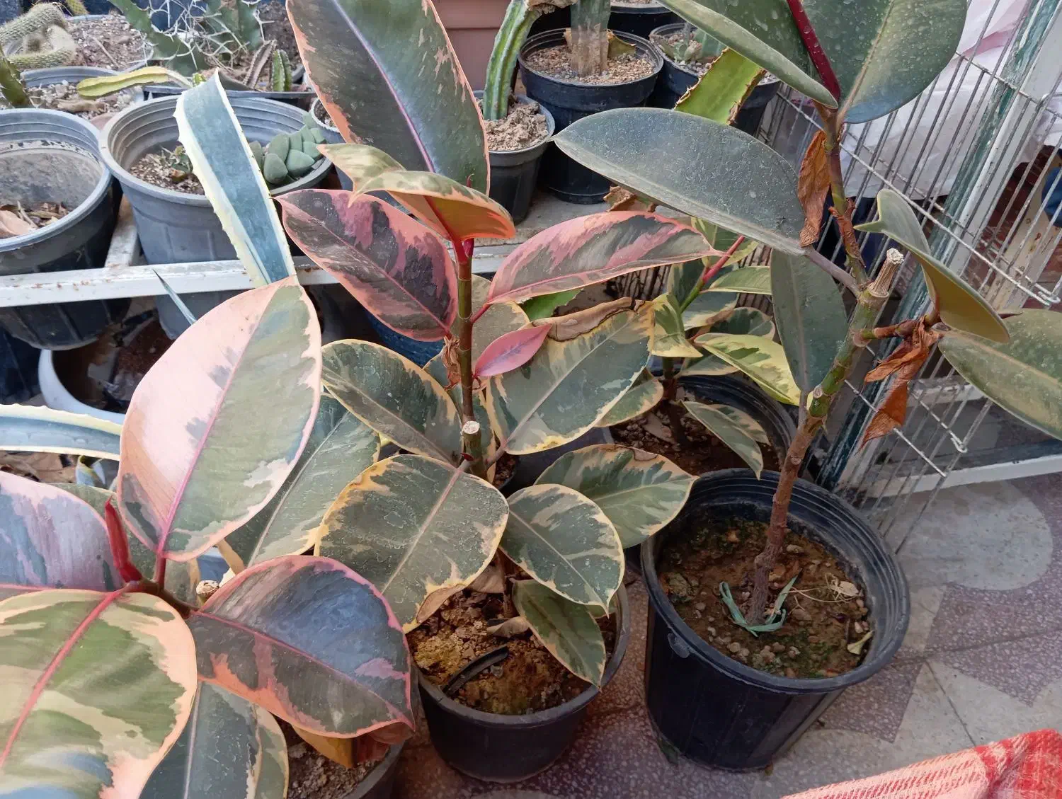 کاکتوس فیکوس سرعوس|گل و گیاه طبیعی|شیراز, درکی|دیوار