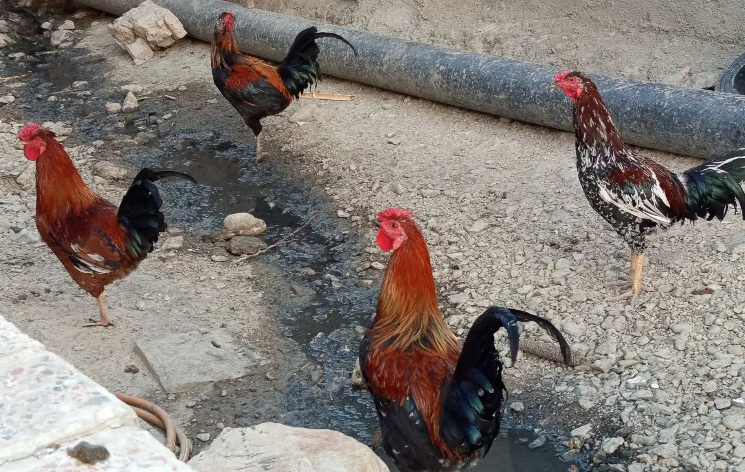 فروش تعدادی مرغ و خروس کردی بوقلمون کردی|حیوانات مزرعه|گیلان غرب, |دیوار