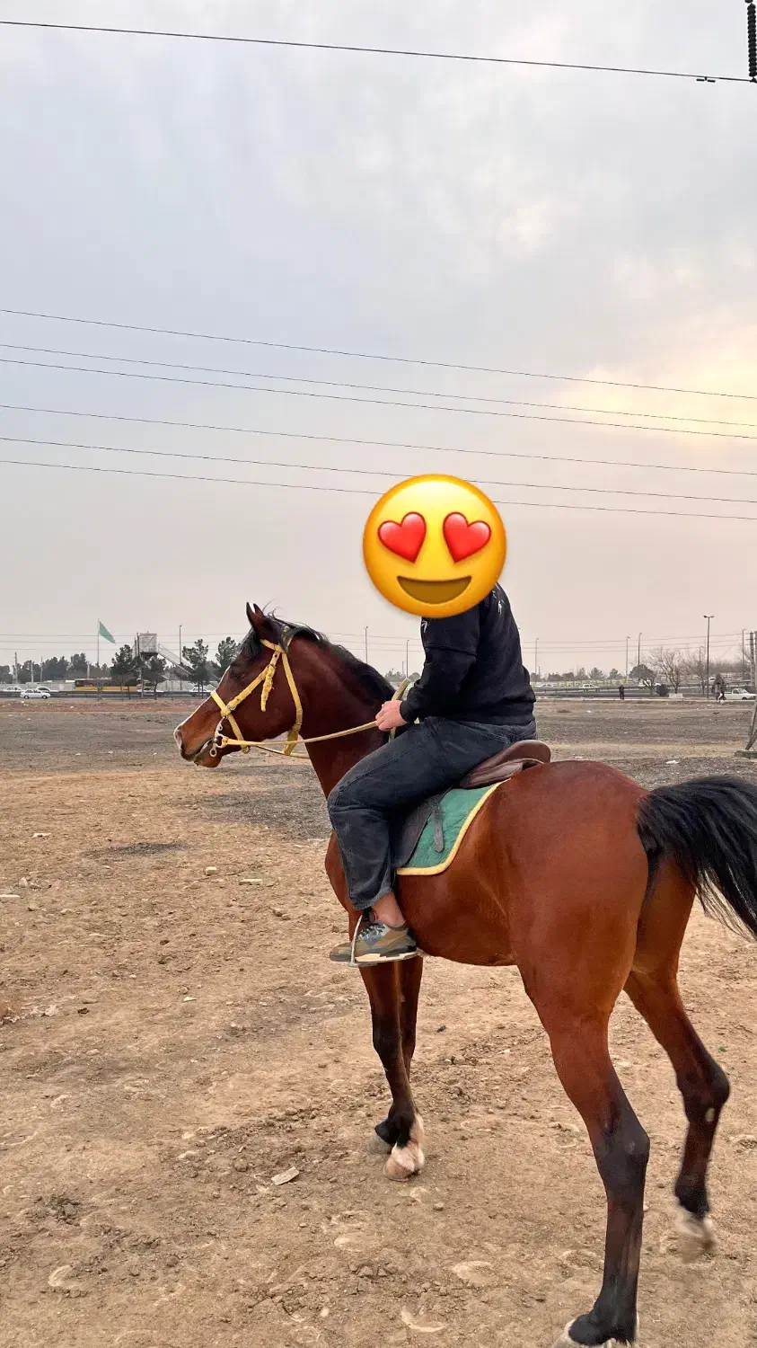 اسبعربمصری|اسب و تجهیزات اسبسواری|باقرشهر, |دیوار