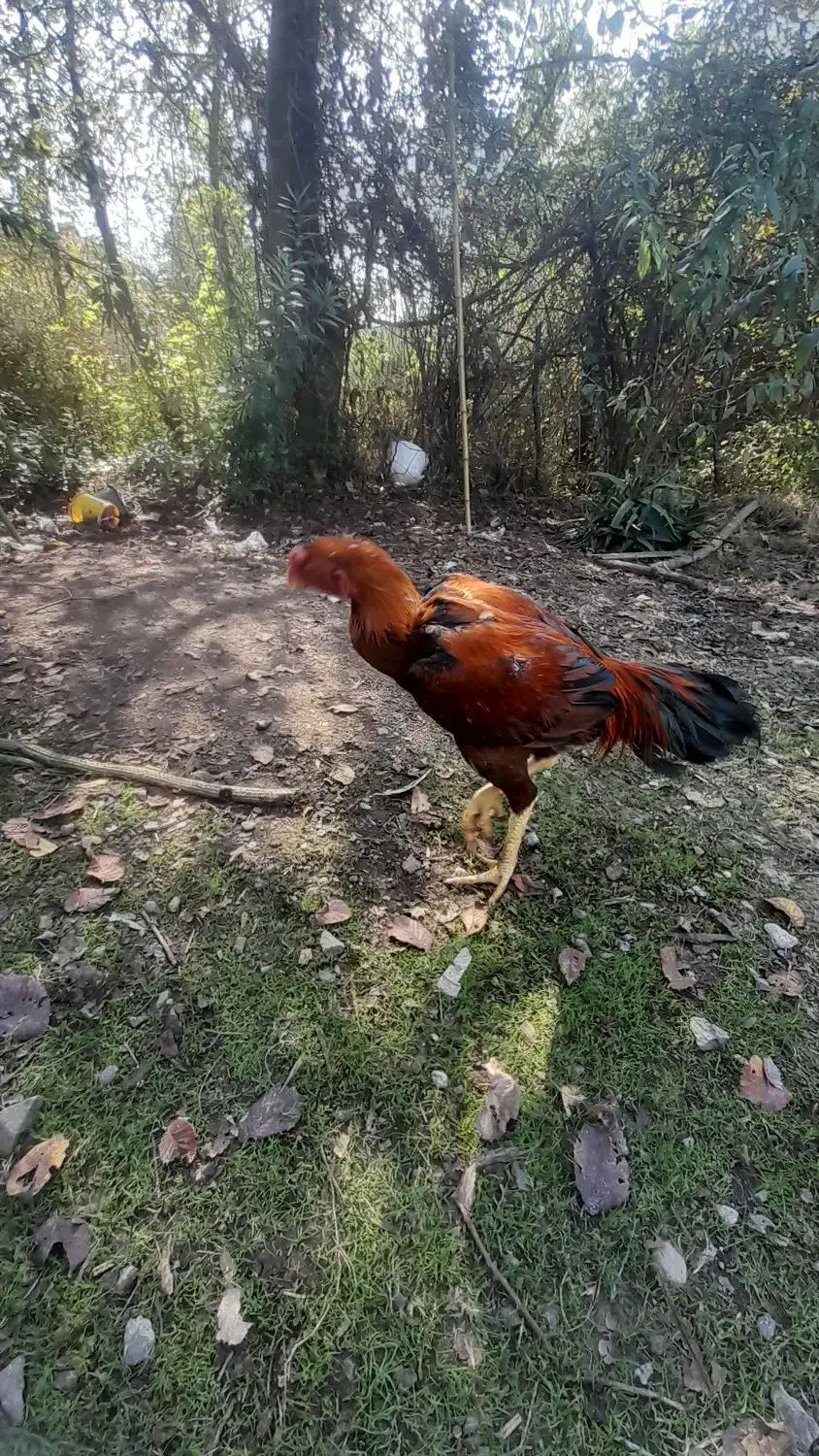 مرغ و خروس لاری|حیوانات مزرعه|رودبنه, |دیوار