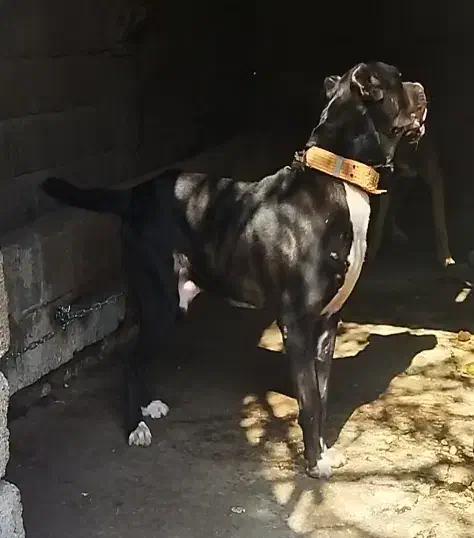 سگ سرابی|سگ|رشت, جماران|دیوار