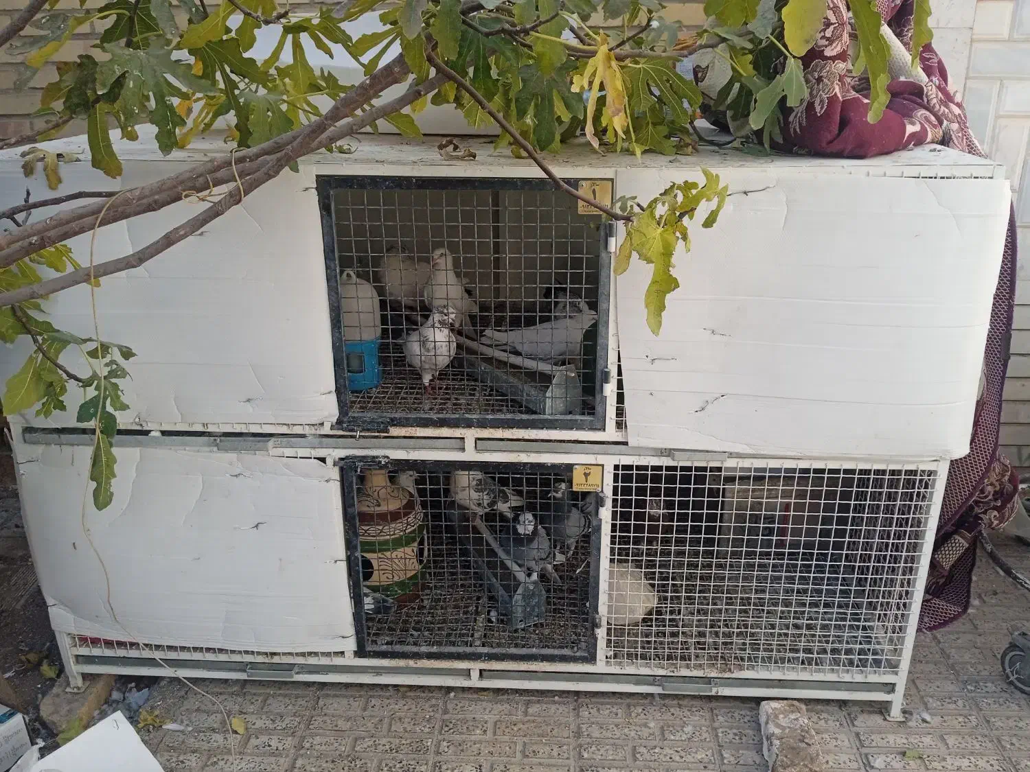 قفس کبوتر|لوازم جانبی حیوانات|نجفآباد, هفده شهریور|دیوار