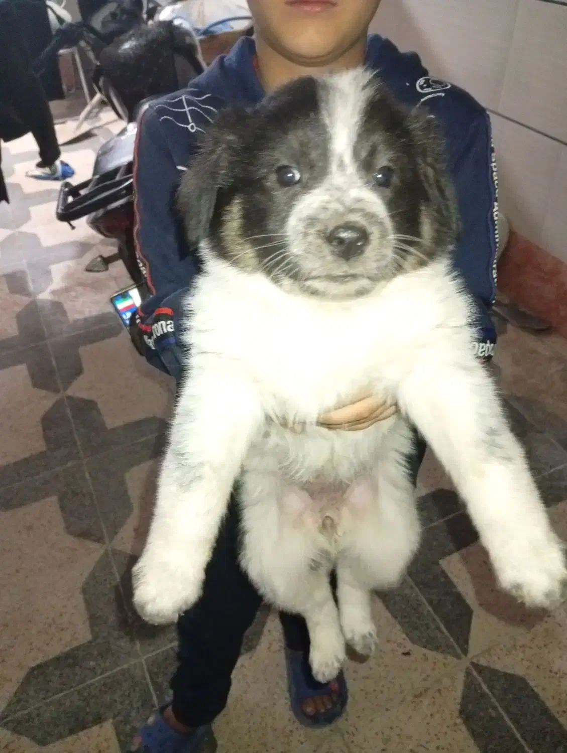 واگزاری رایگان توله|سگ|بهبهان, |دیوار