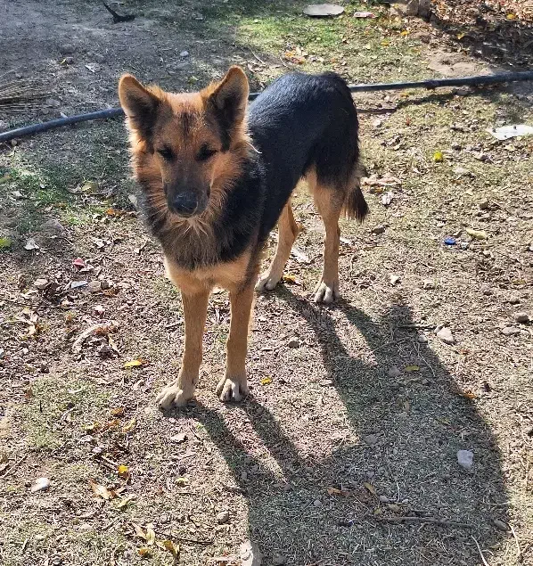 سگ ژرمن|سگ|خفر, |دیوار