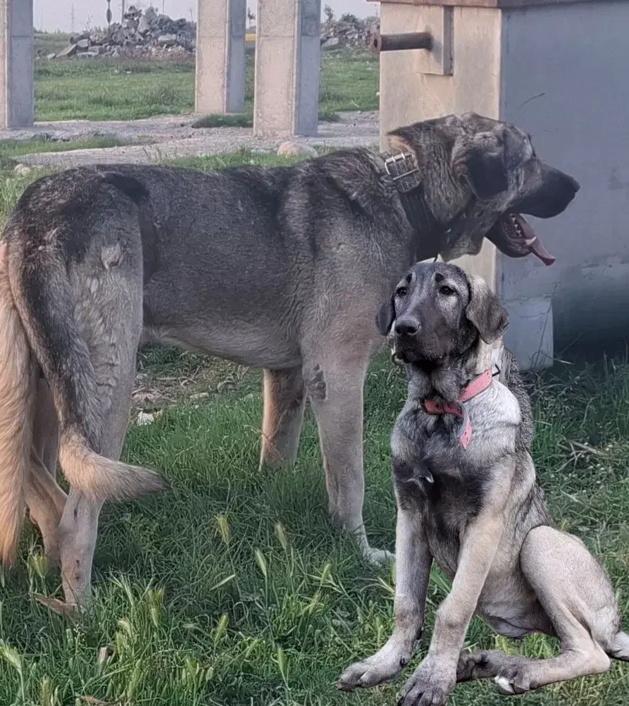 توله ماده4ماهه|سگ|علی‌آباد کتول, |دیوار