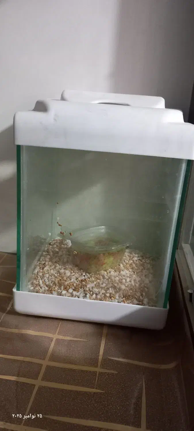 دکوری آشپزخانه|صنایع دستی و سایر لوازم تزئینی|زاهدان, |دیوار