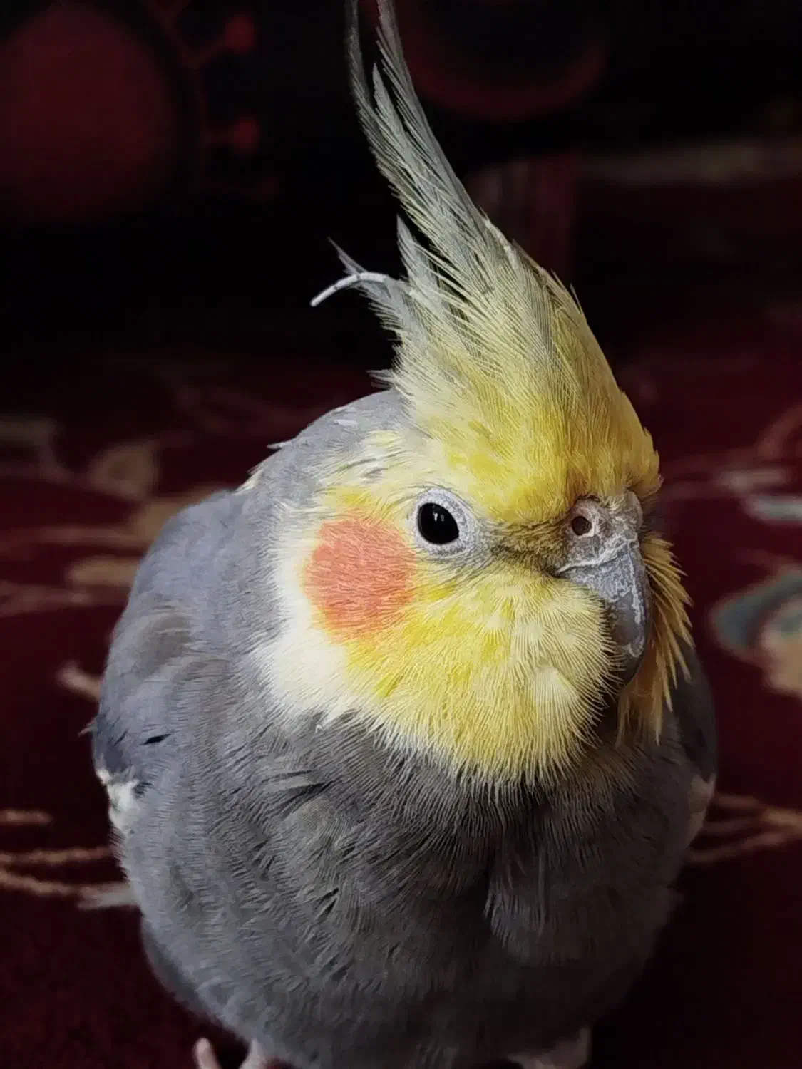 عروس هلندی بازیگوش|پرنده|خمین, |دیوار