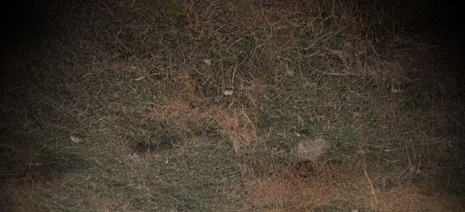 علف باغی|خدمات باغبانی و درختکاری|مشگین شهر, |دیوار